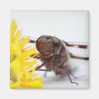 Drachenfliegengesicht und Blume aus gelbem Löwenza Magnet