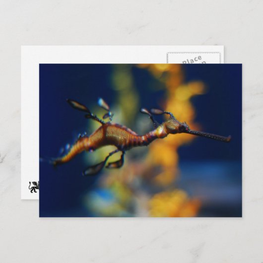 Drachenflug Postkarte (Vorne/Hinten)