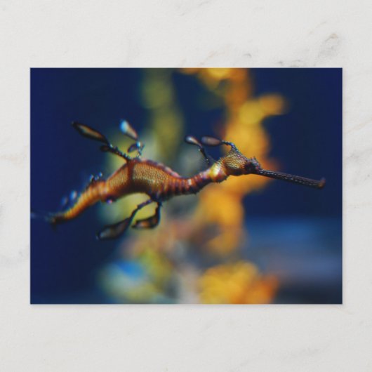 Drachenflug Postkarte (Vorderseite)