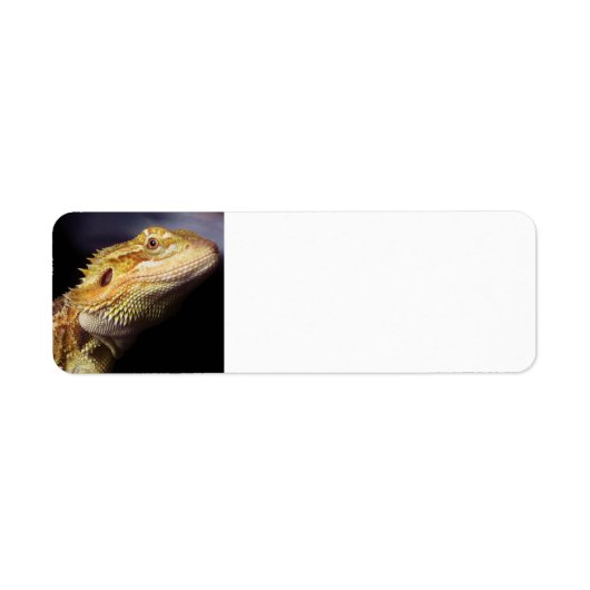 Drachenkopf 2 (Vorne)