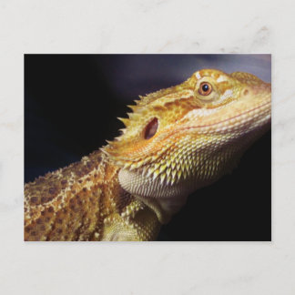 Drachenkopf 2 postkarte