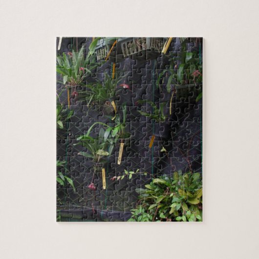 Dracula Orchid Puzzle (Vertikal)