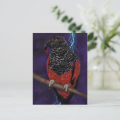 Dracula Parrot Postkarte (Stehend Vorderseite)