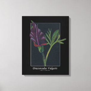 Dracunculus Vulgaris Frühlingssäule Blume rot grün Leinwanddruck
