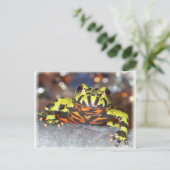 Drago Oriental Fire Belly Toad Postkarten (Stehend Vorderseite)