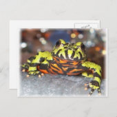 Drago Oriental Fire Belly Toad Postkarten (Vorne/Hinten)