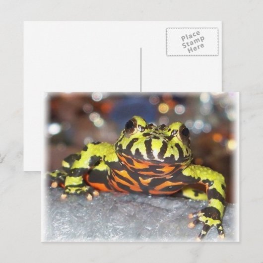 Drago Oriental Fire Belly Toad Postkarten (Vorne/Hinten)