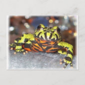 Drago Oriental Fire Belly Toad Postkarten (Vorderseite)