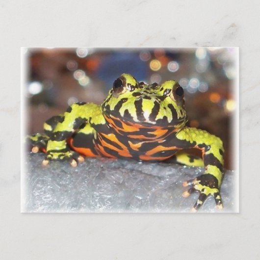Drago Oriental Fire Belly Toad Postkarten (Vorderseite)