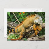 Dragon-Eidechse Postkarte (Vorne/Hinten)