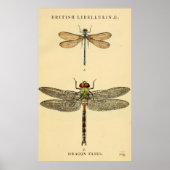 Dragon Flies Litho Poster (Vorne)