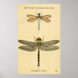 Dragon Flies Litho Poster