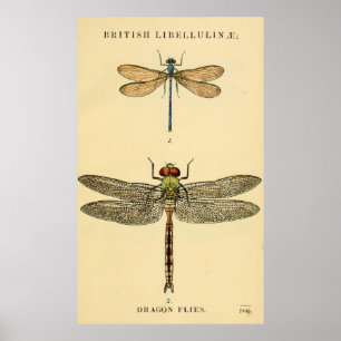 Dragon Flies Litho Poster