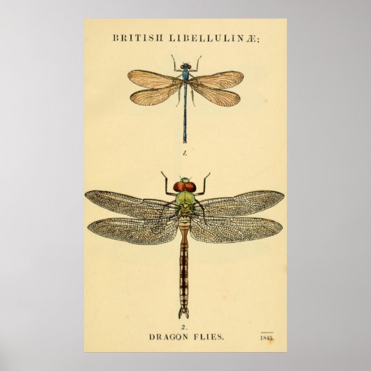 Dragon Flies Litho Poster (Vorne)