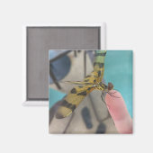 Dragon Fly Magnet (Vorderseite/Rückseite)