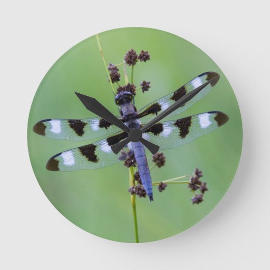 Dragon fly perched on grass, Canada Runde Wanduhr (Vorderseite)