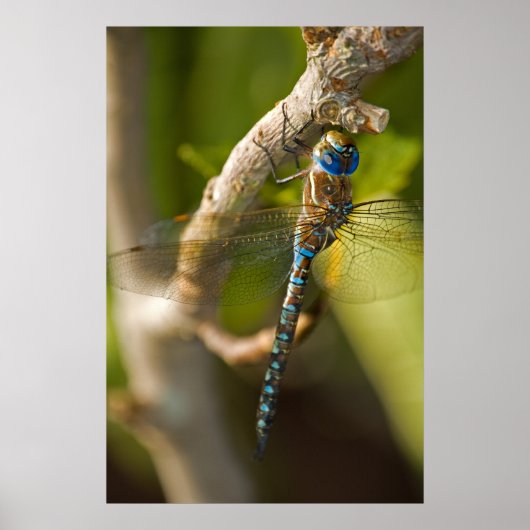 Dragon Fly Poster (Vorne)