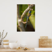 Dragon Fly Poster (Küche)