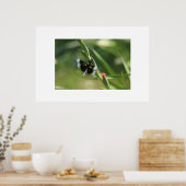 DRAGON FLY POSTER (Küche)