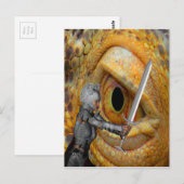 Dragon Folk Tale Postkarte (Vorne/Hinten)