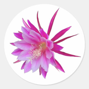 Dragon Fruit Blume Sticker