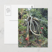 Dragon Fruit Pflanze Postkarte (Vorne/Hinten)