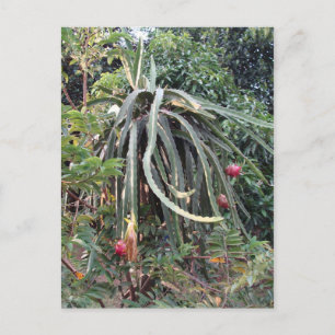 Dragon Fruit Pflanze Postkarte