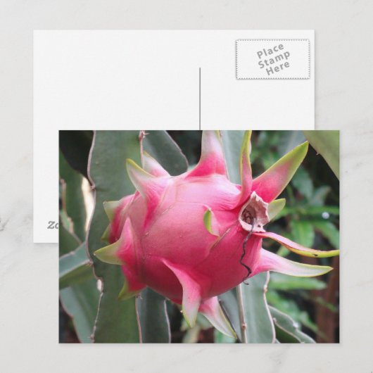 Dragon Fruit wachsen Postkarte (Vorne/Hinten)