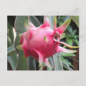 Dragon Fruit wachsen Postkarte (Vorderseite)