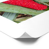 Dragon Lily Red Seed Head Botanical Poster (Ecke)