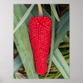 Dragon Lily Red Seed Head Botanical Poster (Vorne)