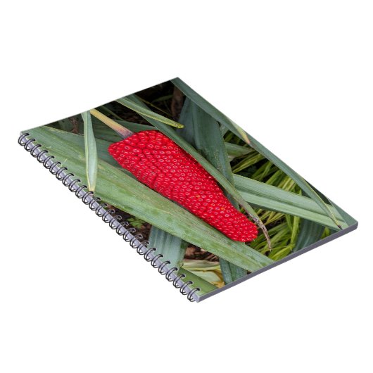 Dragon Lily Red Seed Head Notizblock (Rechte Seite)