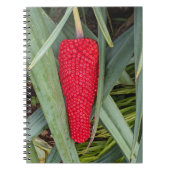 Dragon Lily Red Seed Head Notizblock (Vorderseite)