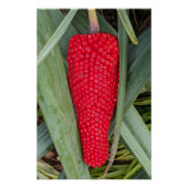 Dragon Lily Red Seed Head Poster (Vorderseite)