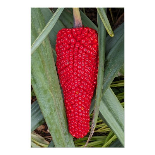 Dragon Lily Red Seed Head Poster (Vorderseite)