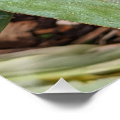 Dragon Lily Red Seed Head Poster (Ecke)