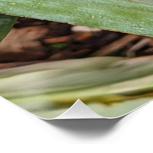 Dragon Lily Red Seed Head Poster (Ecke)