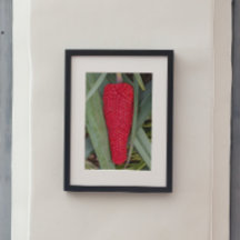 Dragon Lily Red Seed Head