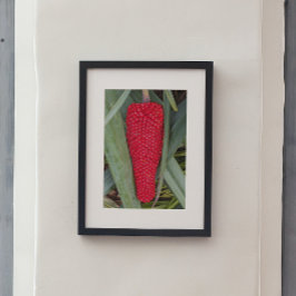 Dragon Lily Red Seed Head Poster