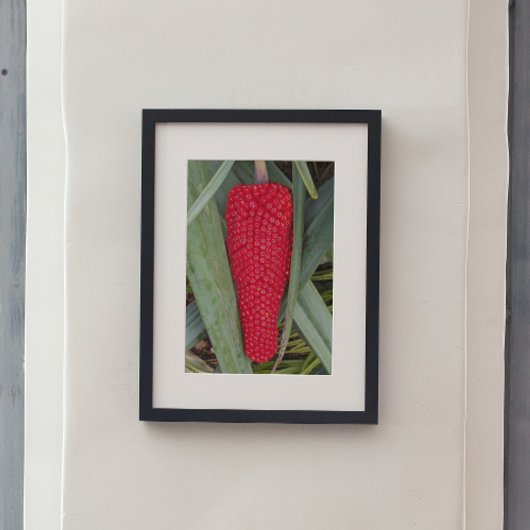 Dragon Lily Red Seed Head Poster