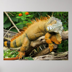 Dragon lizard Posters Poster