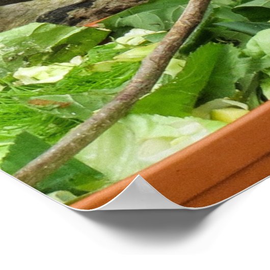 Dragon lizard Posters Poster (Ecke)