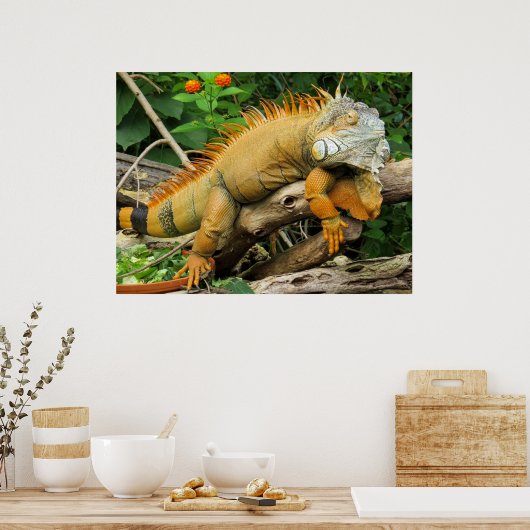 Dragon lizard Posters Poster (Küche)