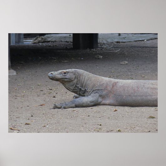 Dragon Portrait Poster (Vorne)