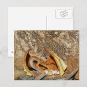 Dragon Post Card Postkarte (Vorne/Hinten)