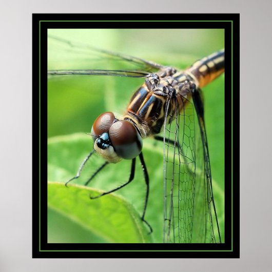 Dragon Poster (Vorne)