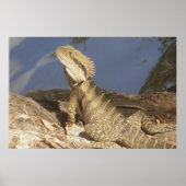 Dragon Poster (Vorne)