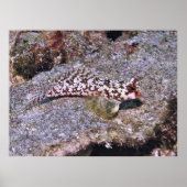 Dragonete II Poster (Vorne)