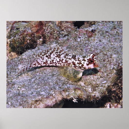 Dragonete II Poster (Vorne)