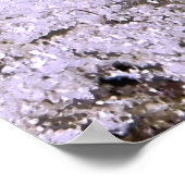 Dragonete Poster (Ecke)